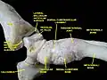 Ankle joint. Deep dissection.