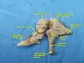 Aditory ossicles. Incus and malleus. Deep dissection.