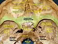 Orbital part of frontal bone