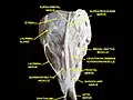 Extrinsic eye muscle. Nerves of orbita. Deep dissection.