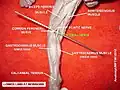 Tibial nerve