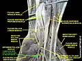 Common palmar digital branches of median nerve