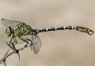 Onychogomphus forcipatus male