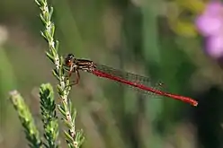 immature male