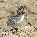 Young chick calling for parent