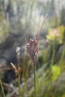 Flowering head