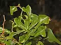 Leaves of Smilax aspera