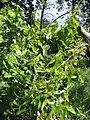 Thickets of Smilax aspera