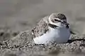 Snowy Plover