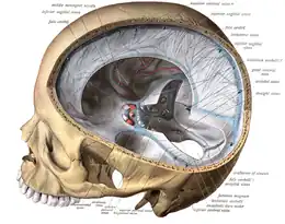 Tentorium cerebelli seen cut out in the back of the skull.