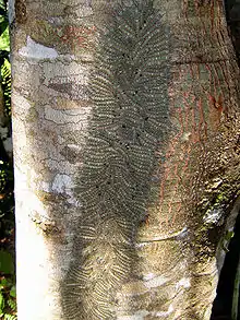 Social caterpillars grouped on a tree on the banks of the Napo River, Tena, Ecuador.