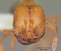 Head