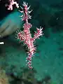 Pink S. Paradoxus at Lembeh Strait Sulawesi, 2014