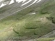 An oblique view of lobate soil landforms in a grass-vegetated slope.