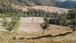 Salyan Fedi ricefield and Dyamde ricefield