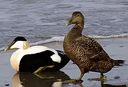 Common eider