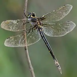 female