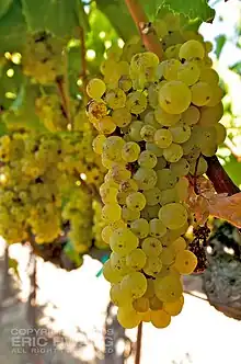 Botrytis cinerea on grape, Sonoma County