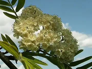 Inflorescence