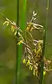 Flowers with yellow stamens and golden-brown spikelets