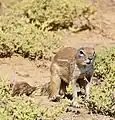 Ground squirrel