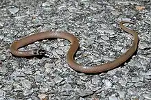 Southeastern Crown Snake