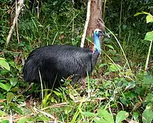 Southern cassowary