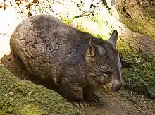 Gray wombat