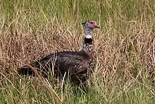 Southern screamer