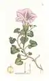 Hand coloured plate of Convolvulus soldanella (see Convolvulus), Sea Bindweed