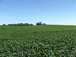 Soybean fields in the township