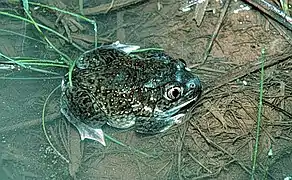 Plains spadefoot toad