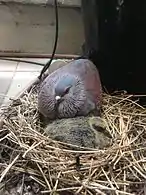 C. g. phaeonota with chick in nest, Cape Town, South Africa.