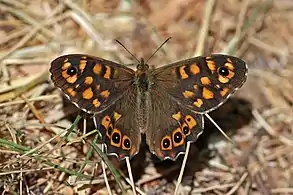 Female P. a. aegeriaCyprus