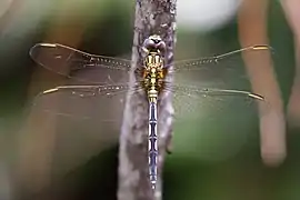 immature male