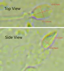 Dimensions of the human sperm head measured from a 39-year-old healthy subject.