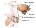 Sperm release pathway