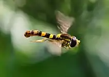 Male in flight