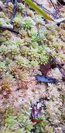 Cluster of moss in leaf litter. Pale green to lime green colour. Moss arranged in tufts.