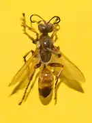 Sphex funerarius. Museum specimen