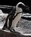 African penguin