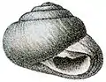 Sphincterochila boissieri