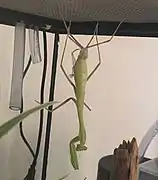 Sphodromantis lineola molting