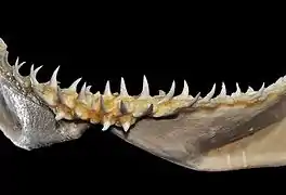 Lower teeth