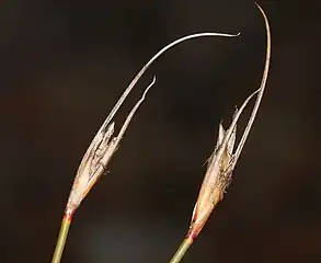 Flowering heads (inflorescences)