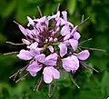 Cleome 'Inncleosr' Senorita Rosalita