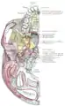 Base of skull. Inferior surface. Spine of sphenoid bone marked with black circle