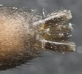 Spinnerets of an Eastern parson spider (Herpyllus ecclesiasticus) in the family Gnaphosidae.