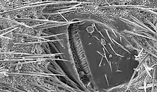 Image 12Scanning electron micrograph of a cricket spiracle valve (from Respiratory system of insects)