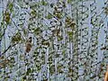 Patch of Spirogyra from algal blooming in Westfalian pond